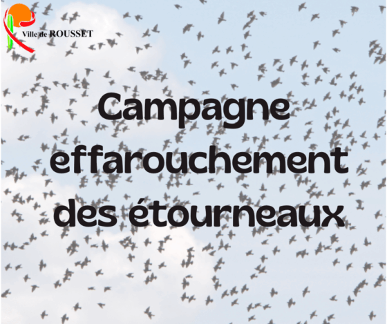 campagne d’effarouchement des étourneaux