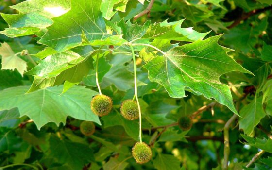 Campagne de traitement des platanes communaux