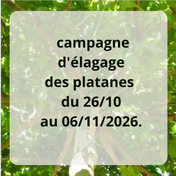campagne d&rsquo;élagage des platanes du 26/10 au 06/11/2026. 